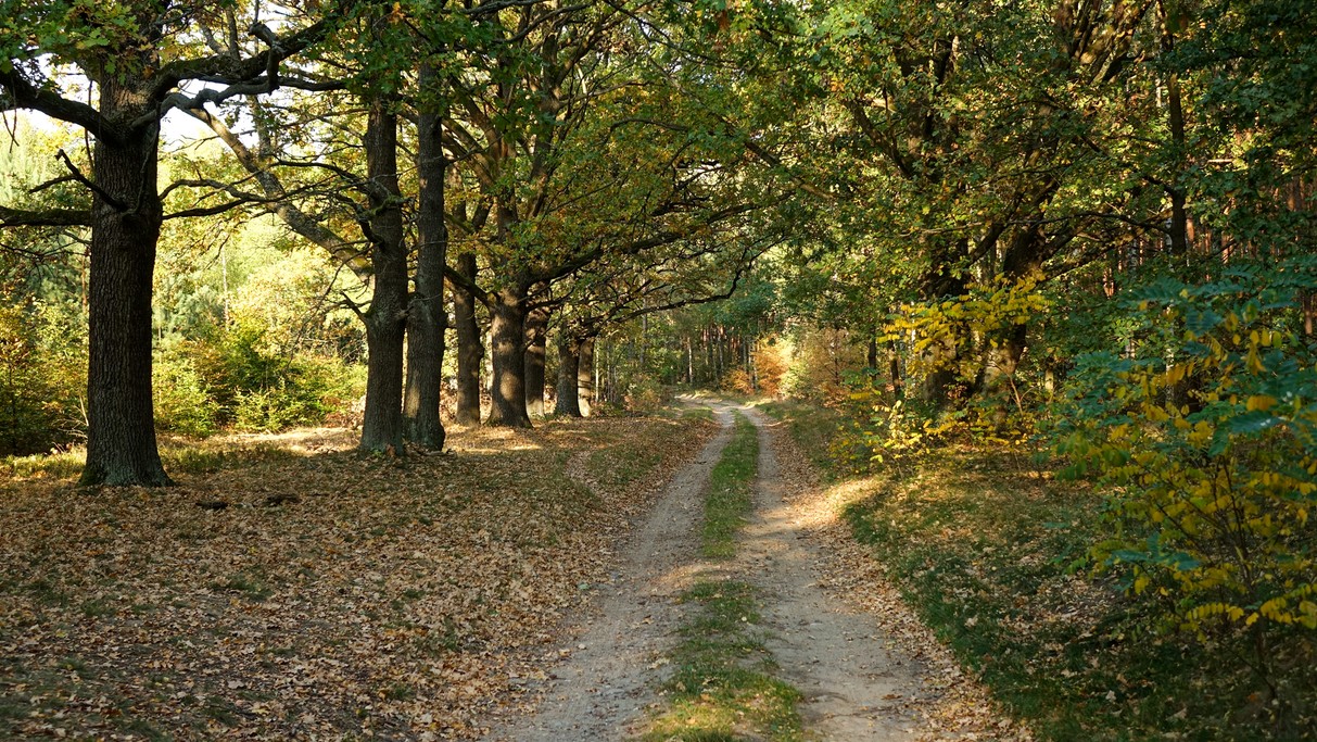 Podróż przez jesienną Polskę - zdjęcie 61