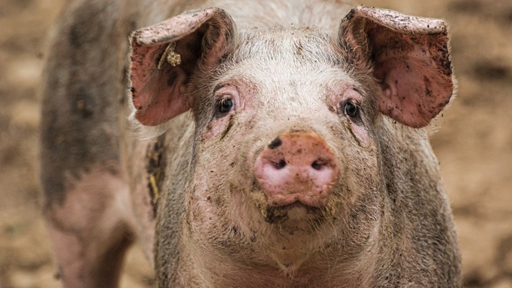 Wielka Brytania. Przez brak rzeźników, zdrowe świnie są zabijane i wyrzucane