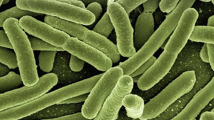 USA: wykryto bakterię odporną na antybiotyki