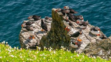 Zamieszkaj na wyspie. Jest tylko jeden warunek