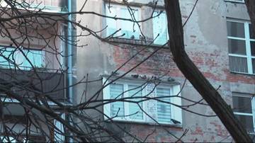 Budynek mieszkalny z widocznymi gołębiami siedzącymi na parapetach i gzymsach.