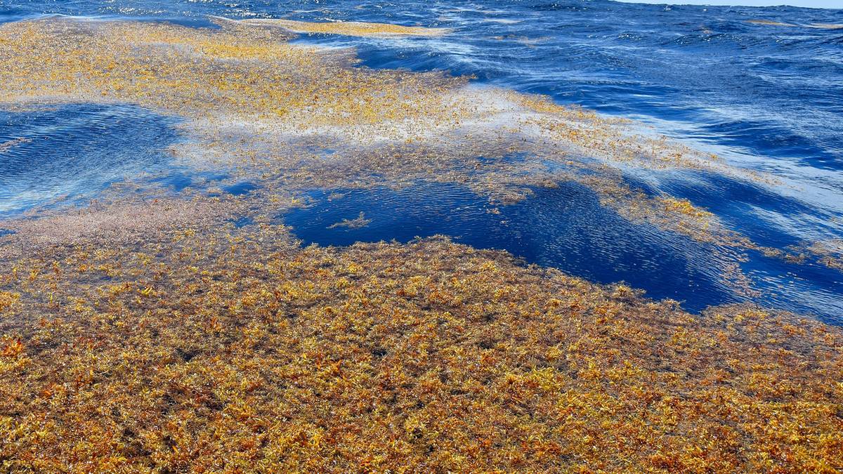Obszar Morza Sargassowego z widocznymi skupiskami gronorost&oacute;w unoszącymi się na powierzchni wody, otoczony głębszymi, błękitnymi wodami oceanu.