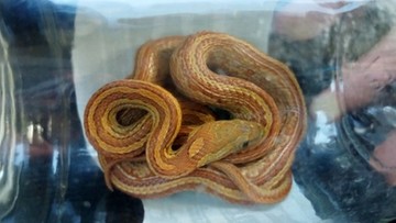 Wąż wkradł się do mieszkania i zasnął na łóżku