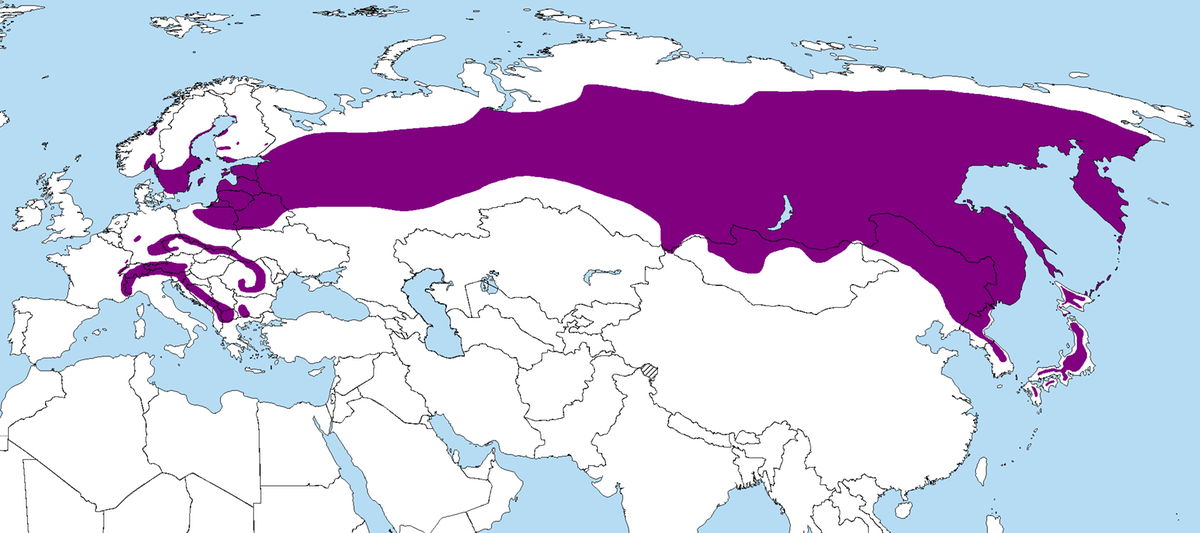 Orzechówka, kluczowa dla lasów górskich, zasiedla rozległe tereny Europy i Azji