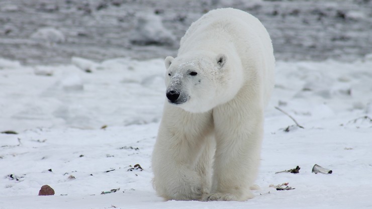 Alaska: Niedźwiedź zaatakował mieszkańców osady. Dwie osoby nie żyją