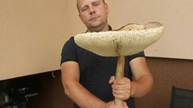 Grzyb-gigant znaleziony w miejscowości Osie (woj. kujawsko-pomorskie)