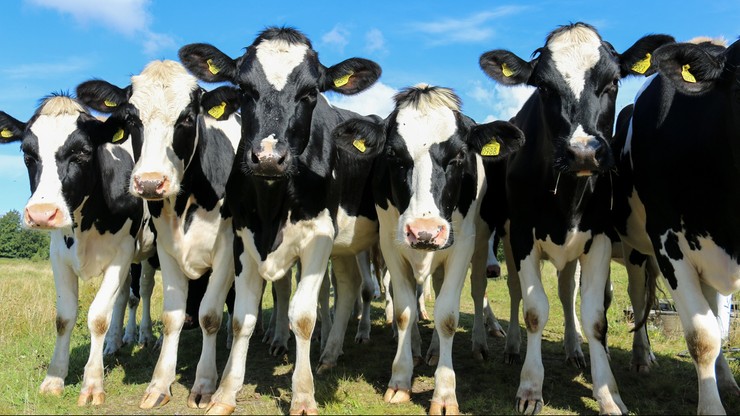 13 krów uciekło z gospodarstwa. Szukają ich strażacy