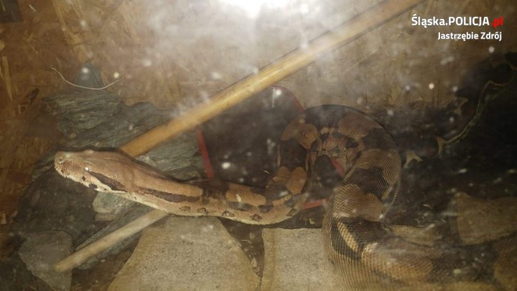 Dwumetrowy wąż boa w piwnicy bloku w Jastrzębiu-Zdroju