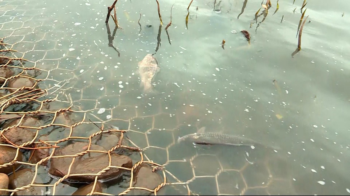 Gdańsk. Setki martwych ryb w zatrutej rzece. Wciąż nie wiadomo, co spowodowało skażenie