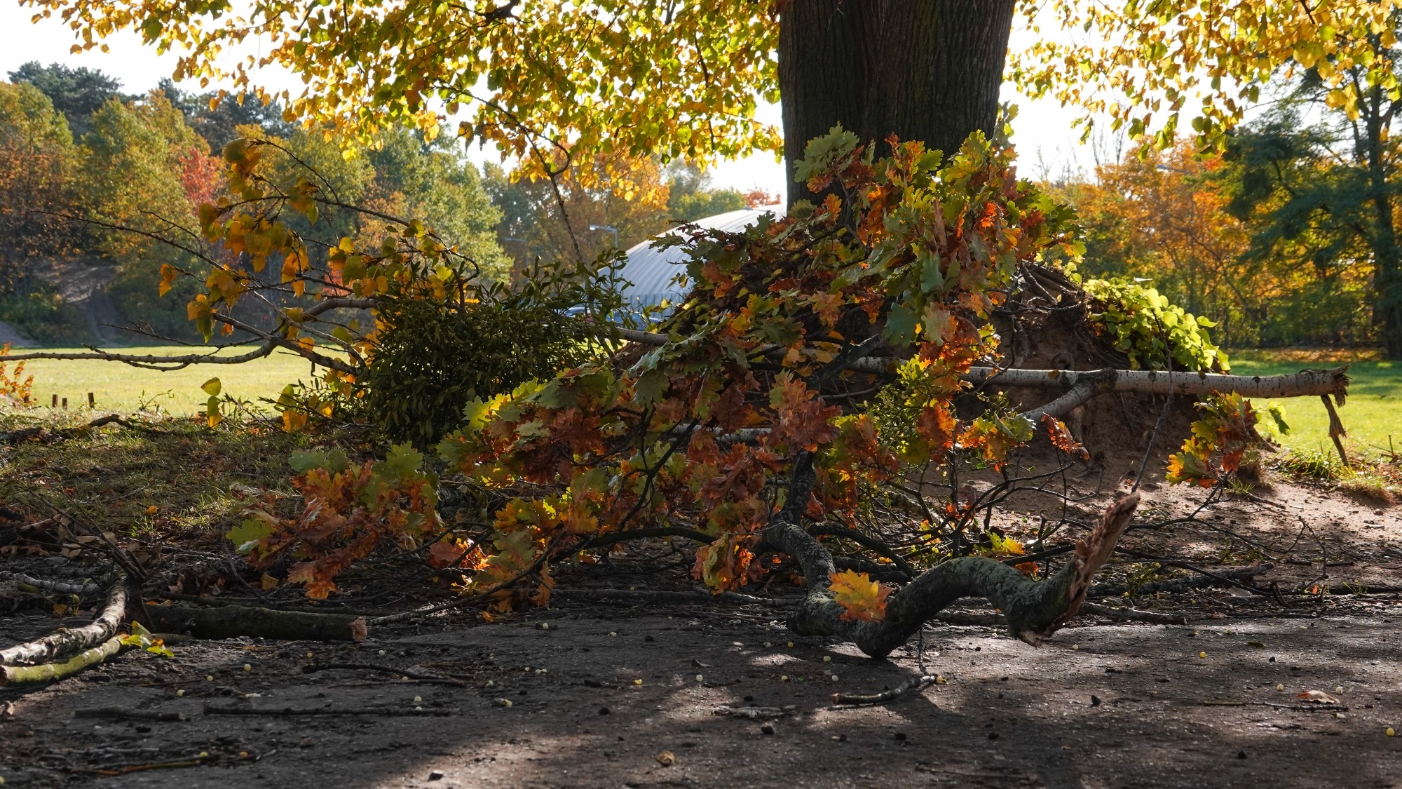 Wichura w Polsce - zdjęcie 18