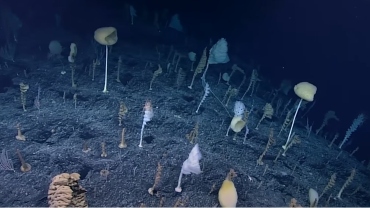 Odkryto tajemnicze zjawisko w głębinach oceanu. "Las osobliwości"