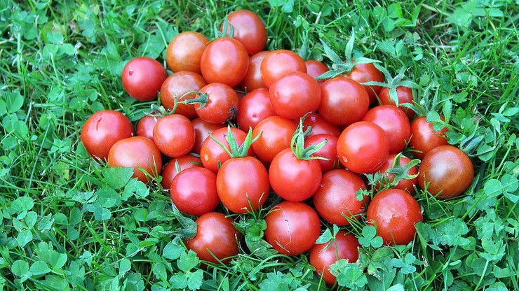 Zagadka kradzieży pomidorków koktajlowych. Sprawę wyjaśniły testy DNA