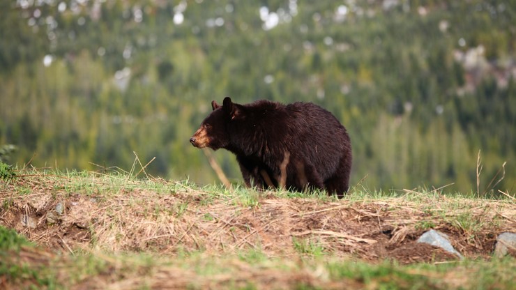Niedźwiedź poranił uczestniczkę maratonu w Nowym Meksyku