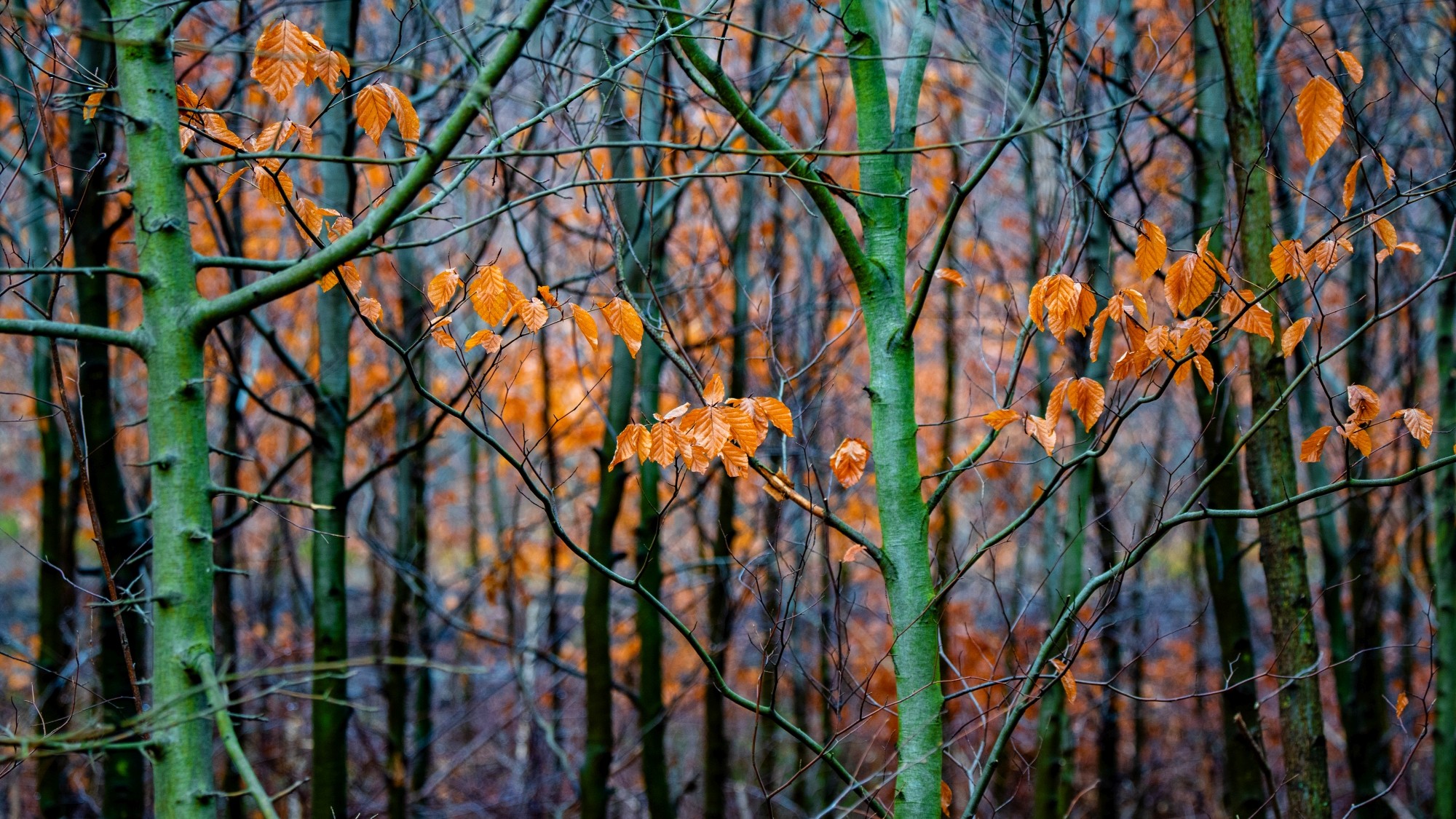 Różne oblicza zimy - zdjęcie 20