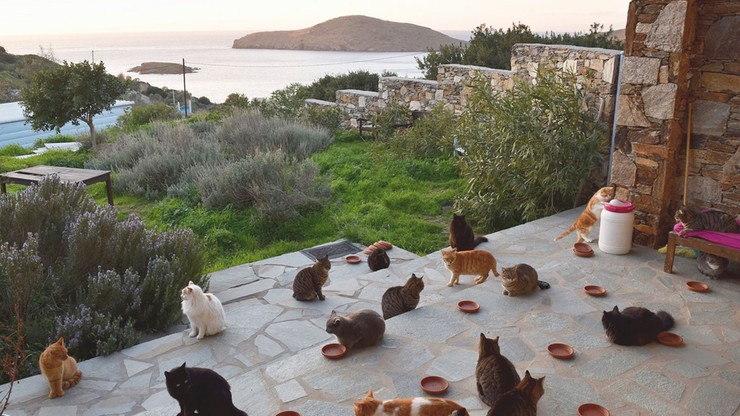 Pół roku w willi z kotami nad morzem w Grecji. Artystka szuka odpowiedzialnego opiekuna do pracy