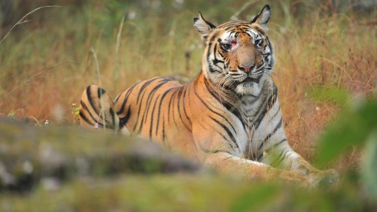 Rośnie liczba tygrysów na świecie