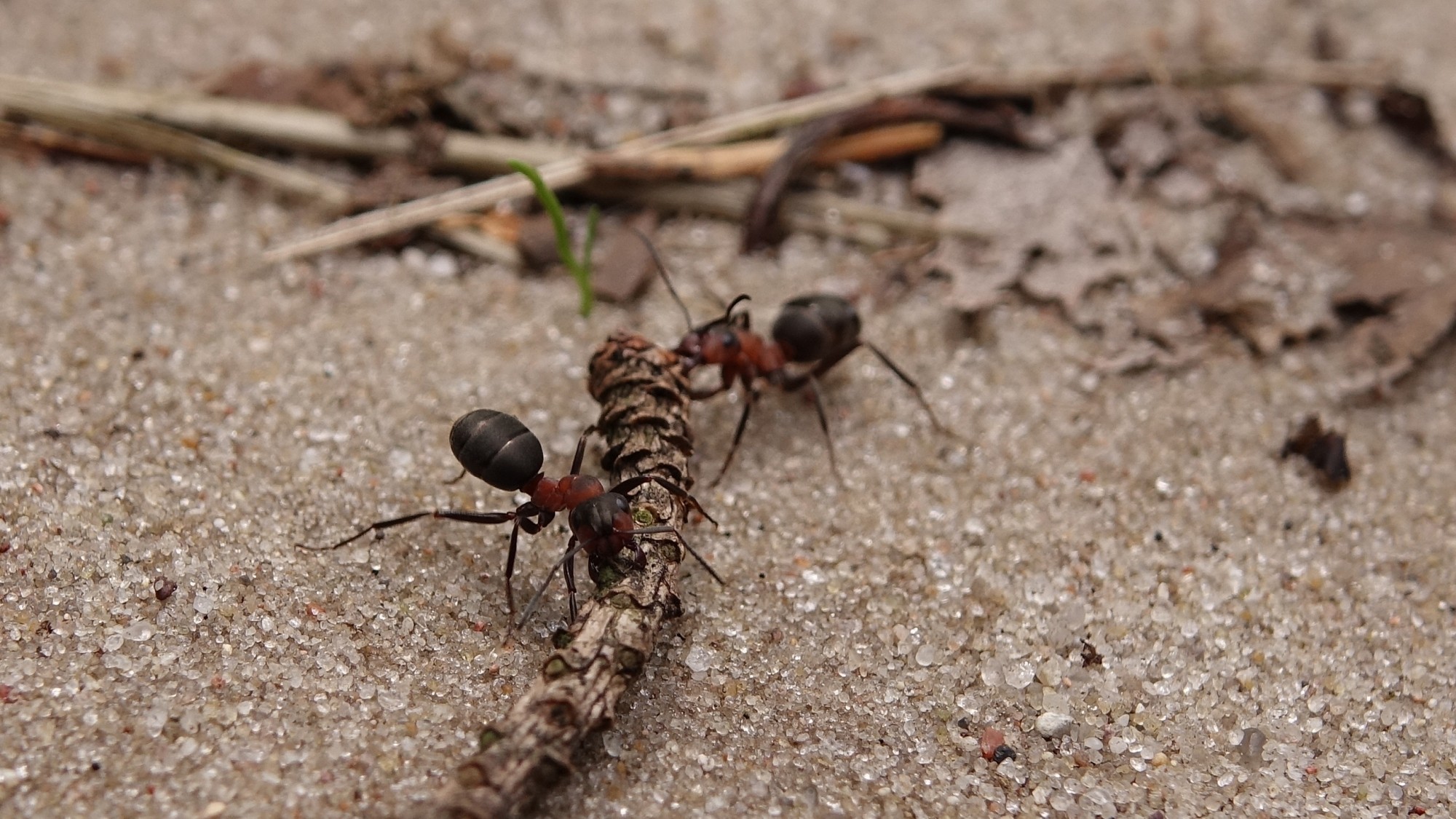 Z kamerą wśród zwierząt - zdjęcie 99