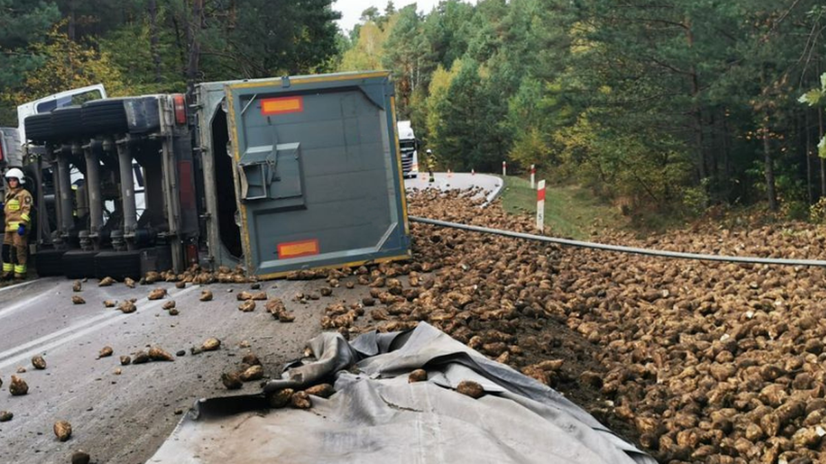 Były wszędzie. Rzadki widok na drodze