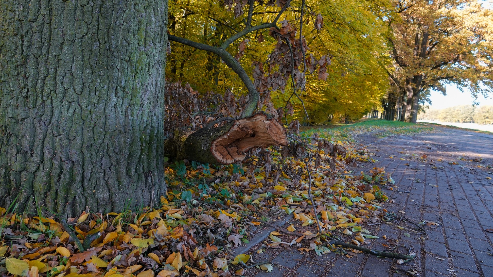 Wichura w Polsce - zdjęcie 14