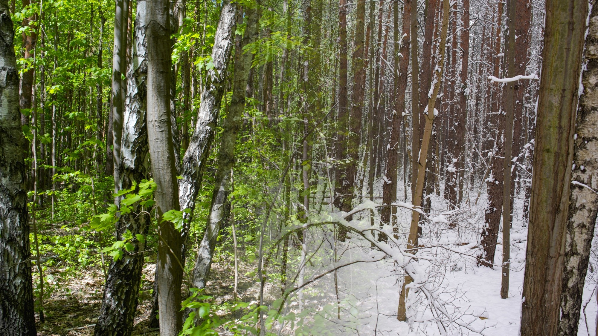 Porównanie wiosny i zimy - zdjęcie 4