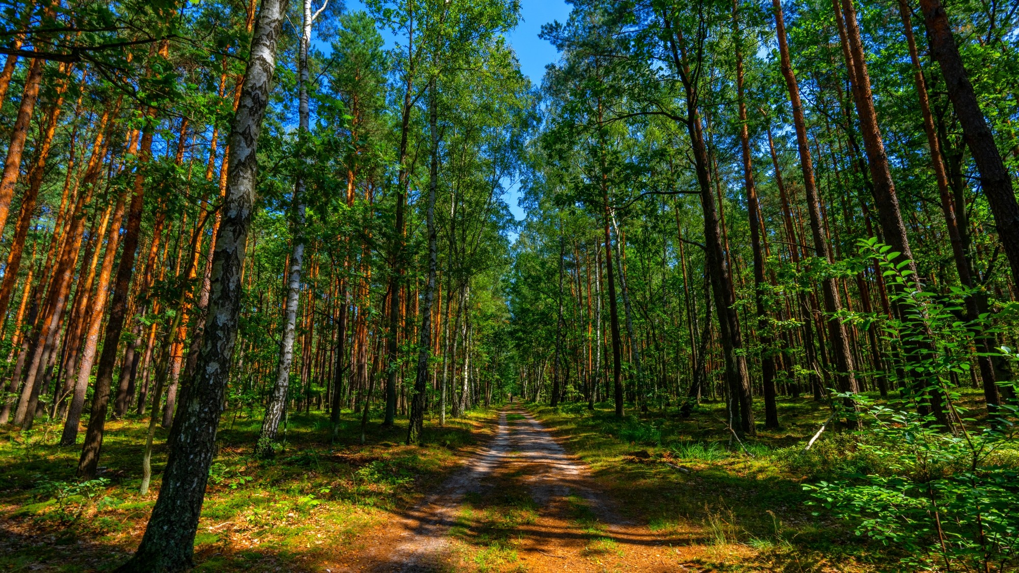 Wśród natury - zdjęcie 39