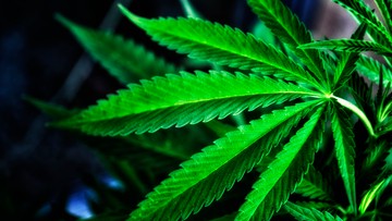 Od piątku w Niemczech legalna uprawa medycznej marihuany