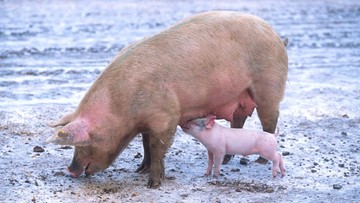 Spada pogłowie świń w Polsce - alarmują eksperci