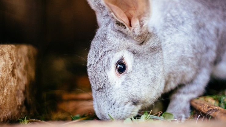 Wielkanocny odstrzał królików. Nietypowa tradycja nowozelandzkiego miasta