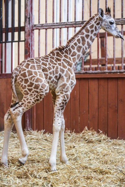 Żyrafek z warszawskiego zoo ma już ponad 2 metry. Można mu składać życzenia