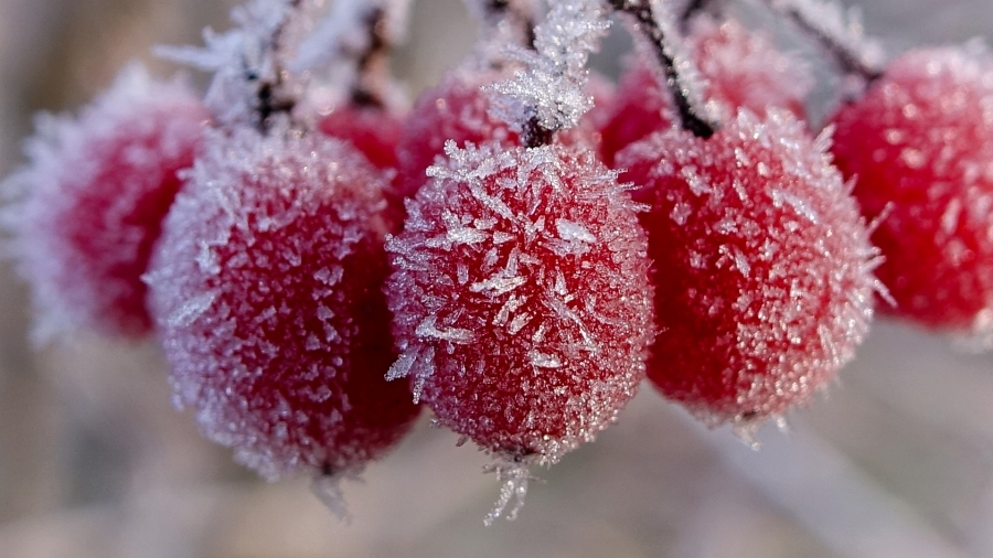 08.05.2019 07:00 Apogeum arktycznych chłodów. Temperatura spadła do minus 8 stopni. Kiedy przymrozki ustąpią?