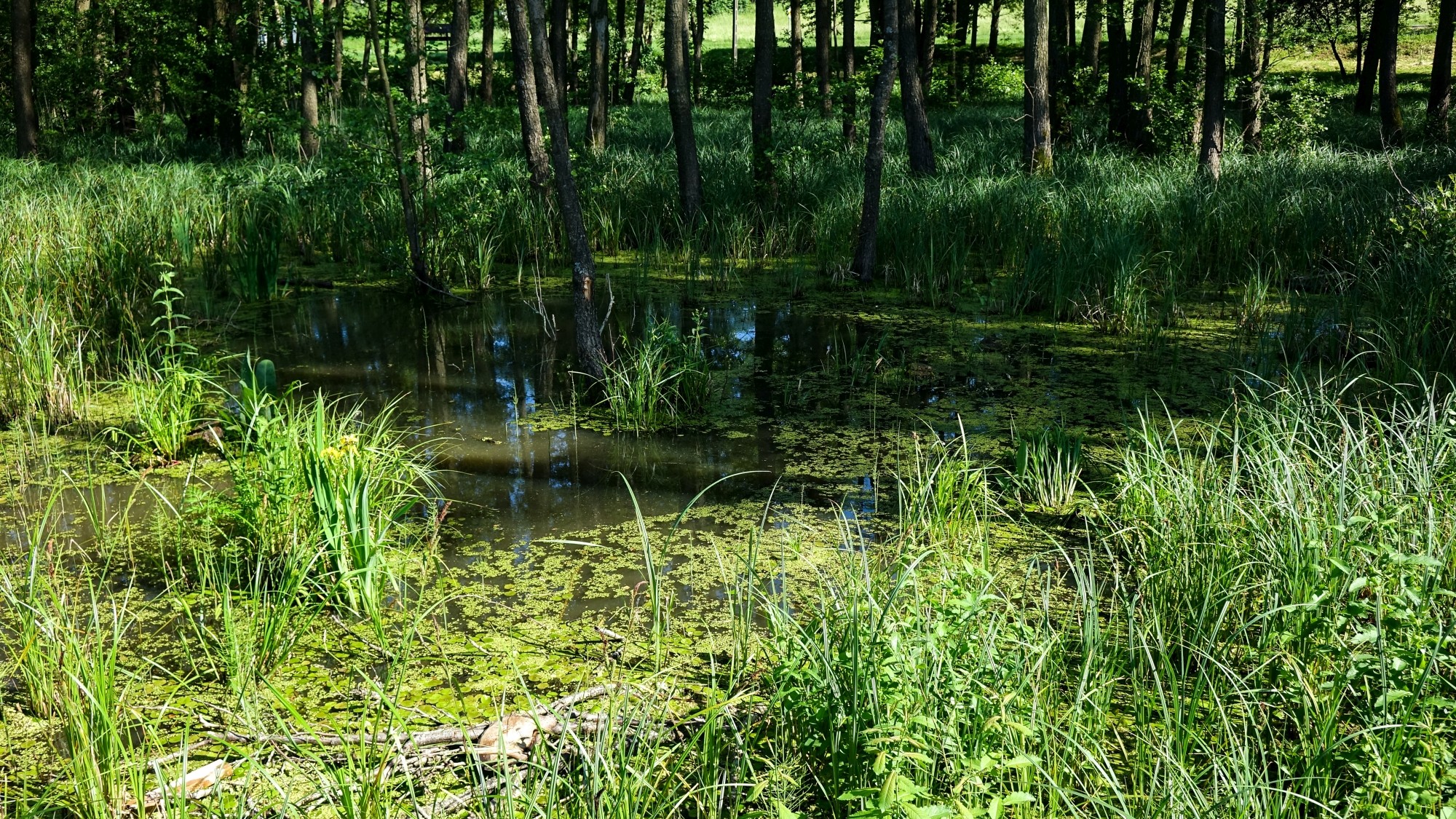 Uroki lata za miastem - zdjęcie 40