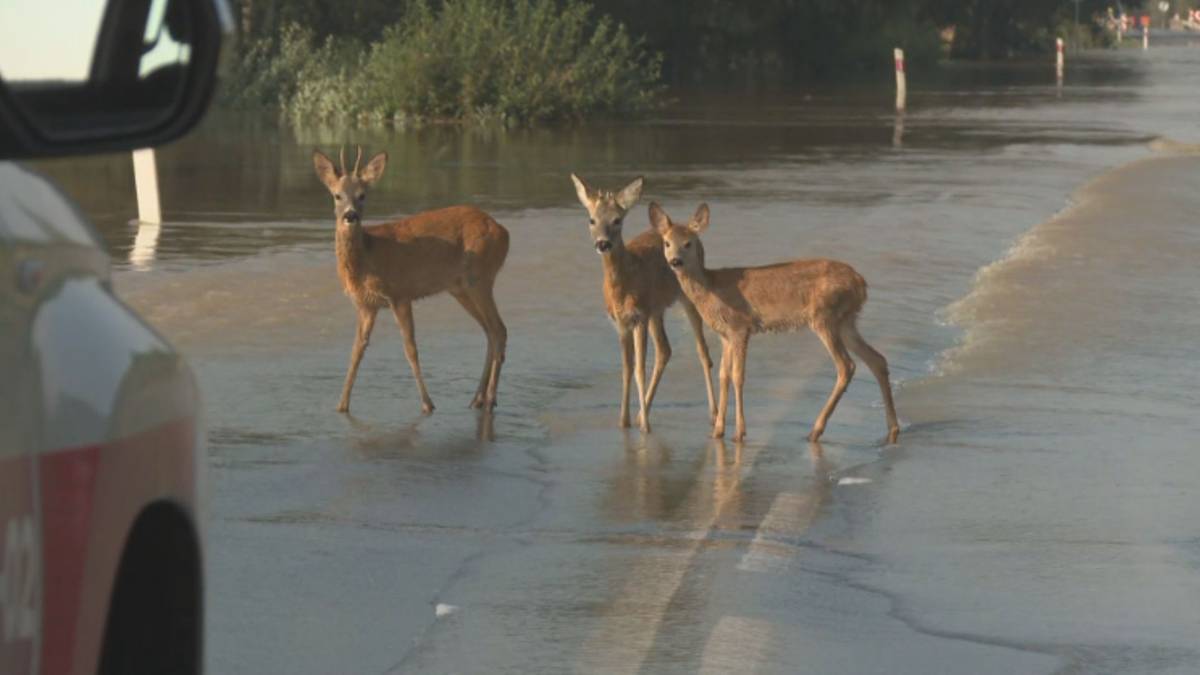 Poruszający widok na zalanej drodze. Z lasów uciekają sarny