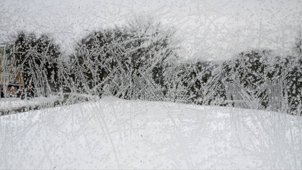 Zimowy krajobraz z zasypanymi śniegiem drzewami i trawiastą powierzchnią ze śladami nart.