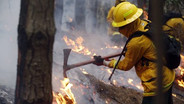 Ogromne pożary lasów w Chile. Trwa śledztwo