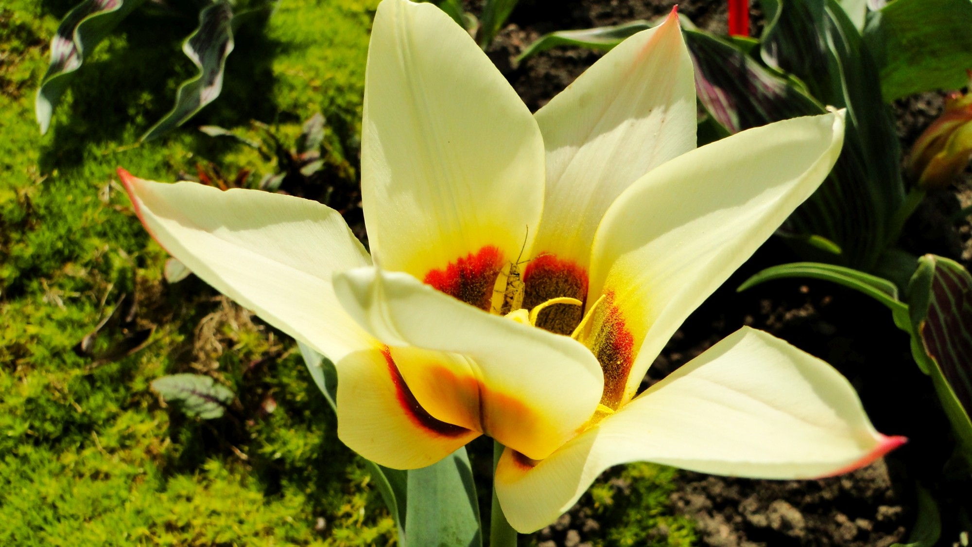 Wiosna radosna - zdjęcie 25