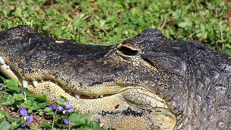 Aligatorzyca Marta, gwiazda "Hydrozagadki" ma dziś urodziny. Zoo zaprasza dzieci na przyjęcie