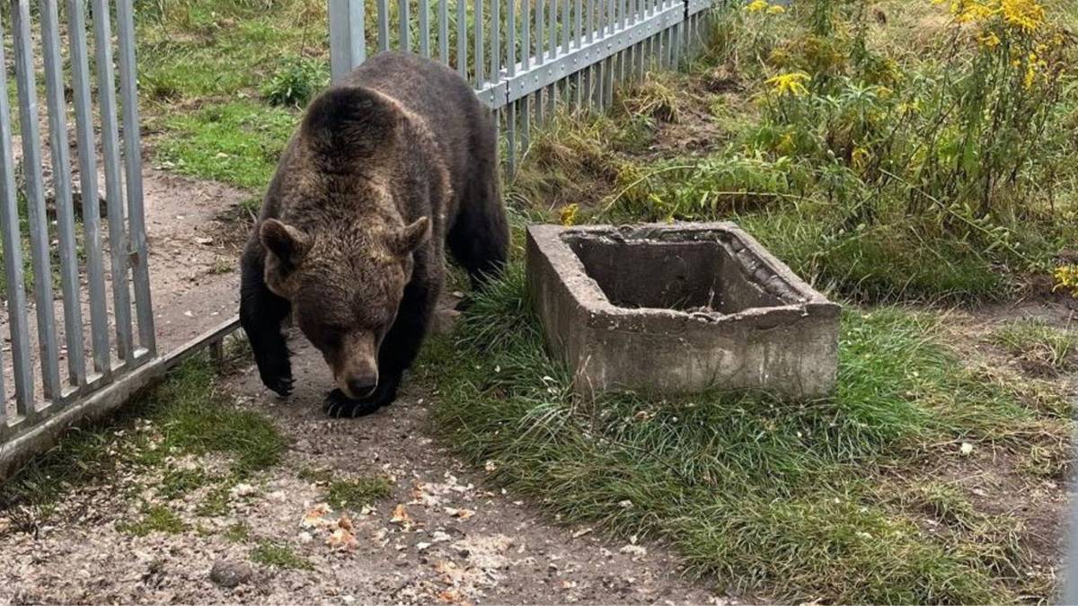Przetrzymywał na posesji niedźwiedzicę. Na posesję wkroczyła policja