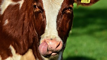 Białoruś ogranicza wwóz bydła z Polski. Powodem potwierdzony przypadek choroby szalonych krów