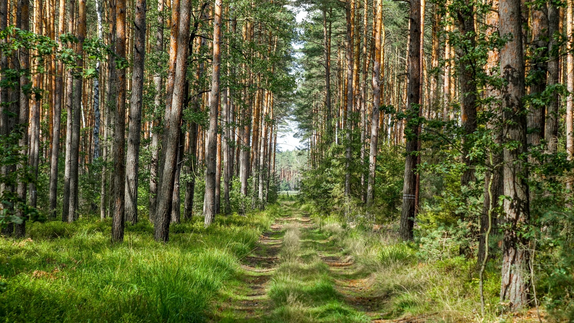 Całe piękno polskiej prowincji - zdjęcie 38