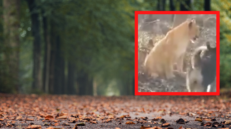 Mołdawia: W lesie zauważono młodego lwa. Drapieżnik miał być prezentem od Ukraińców