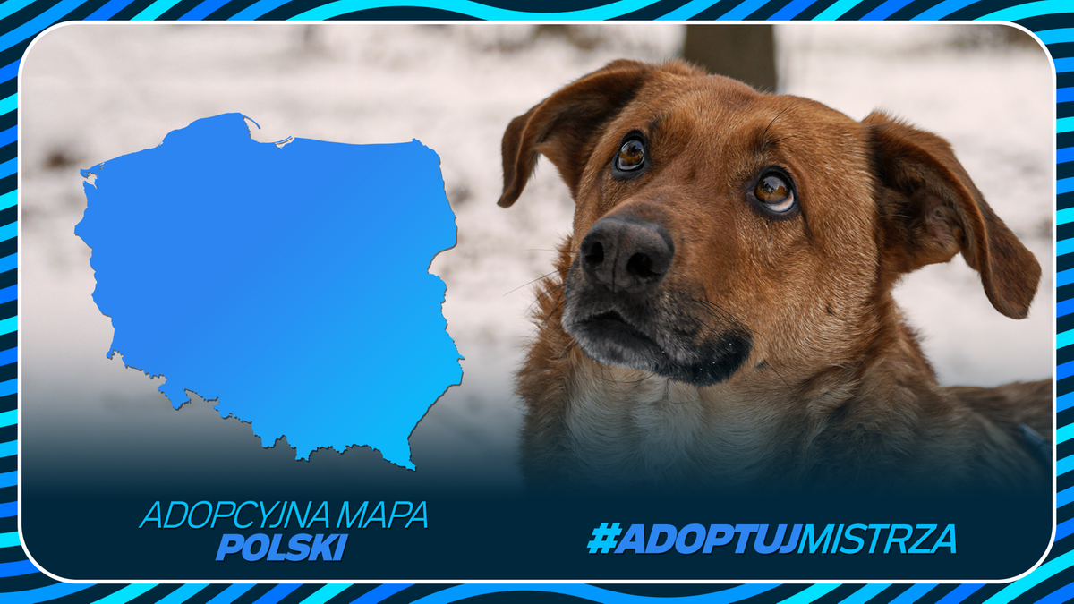 Zdjęcie przedstawia brązowego psa patrzącego w g&oacute;rę, obok kt&oacute;rego znajduje się mapa Polski i hasztag #AdoptujMistrza.