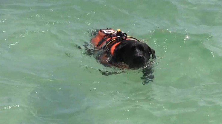 13-latek z Polski uratowany przed utonięciem. W morzu odnalazł go pies