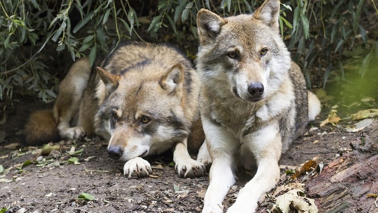 Mieszkańcy Mosiny obawiają się wilków. Apelują do burmistrza i gminy