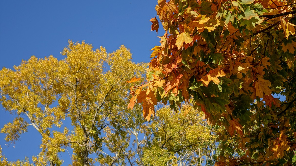 Barwy jesieni - zdjęcie 21