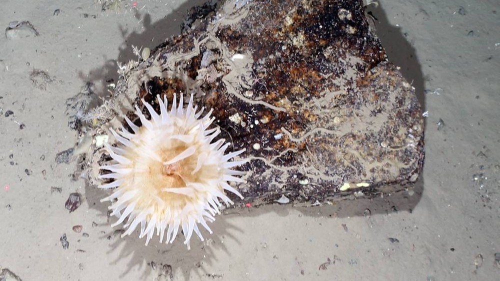 Cielenie lodowca Brunt Ice Shelf odsłoniło bogate życie na dnie oceanicznym