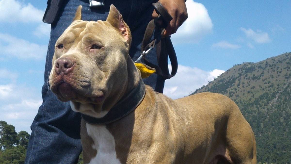 Szkocja. Zakaz hodowli psów rasy American XL Bully. Kolejny taki przypadek