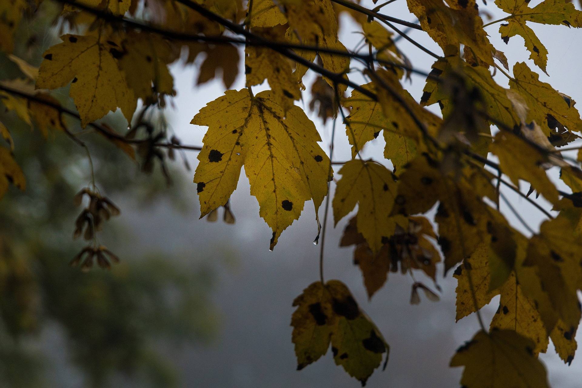 Wydano alerty meteorologiczne. Jak zapowiada się końcówka września?