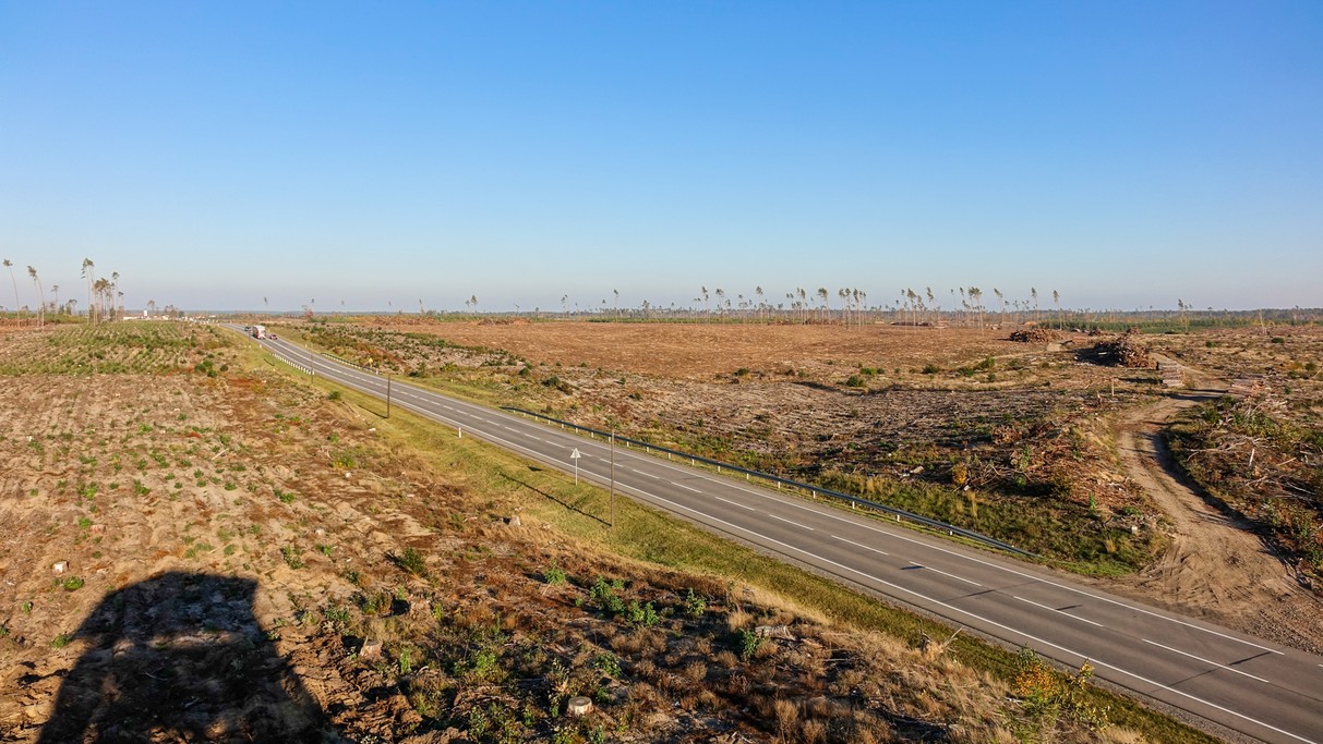 Bory Tucholskie po huraganie - zdjęcie 7