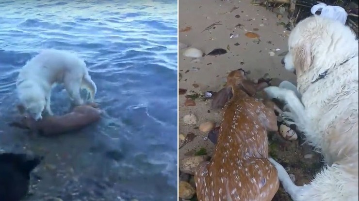 Pies uratował tonącego jelonka. Rzucił się za nim do morza