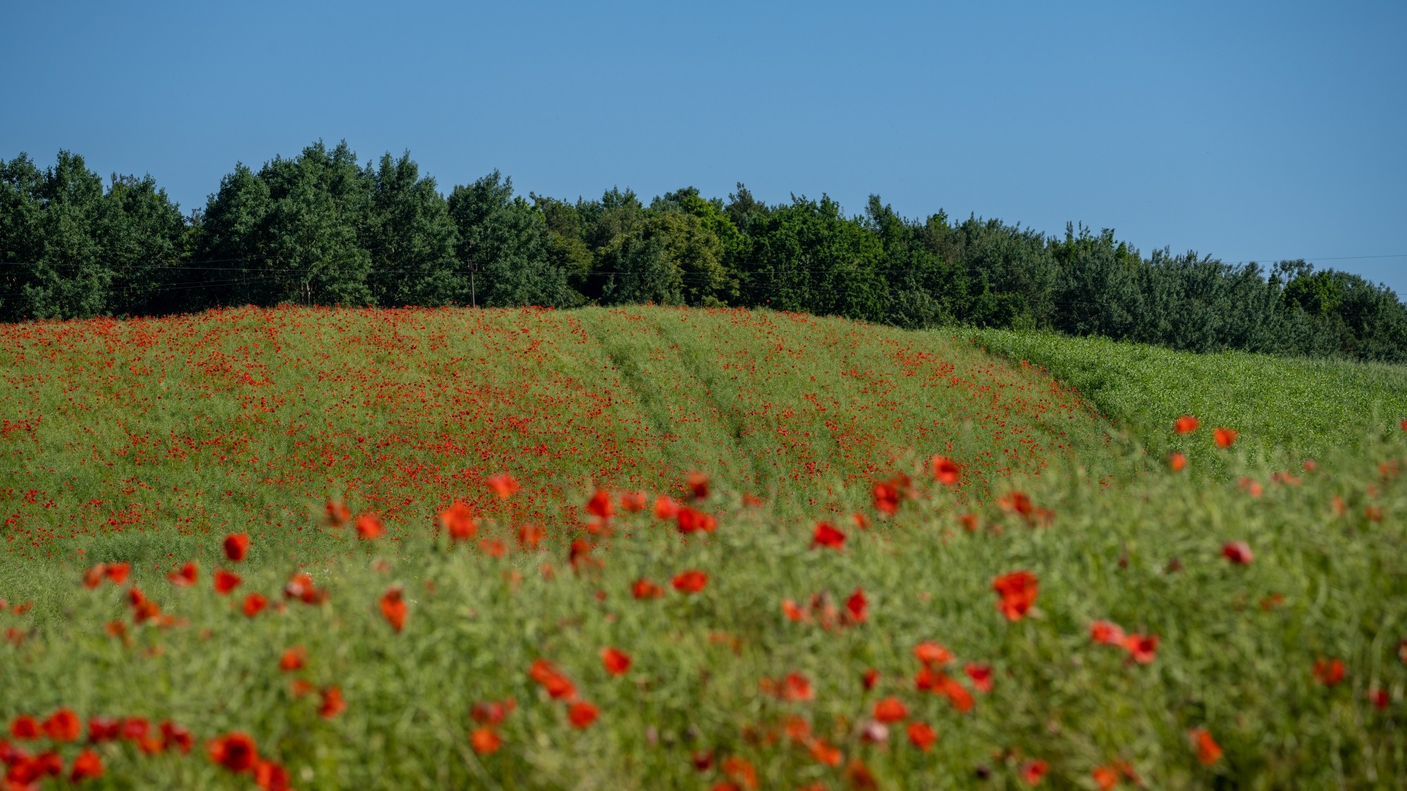 Kolory lata - zdjęcie 8